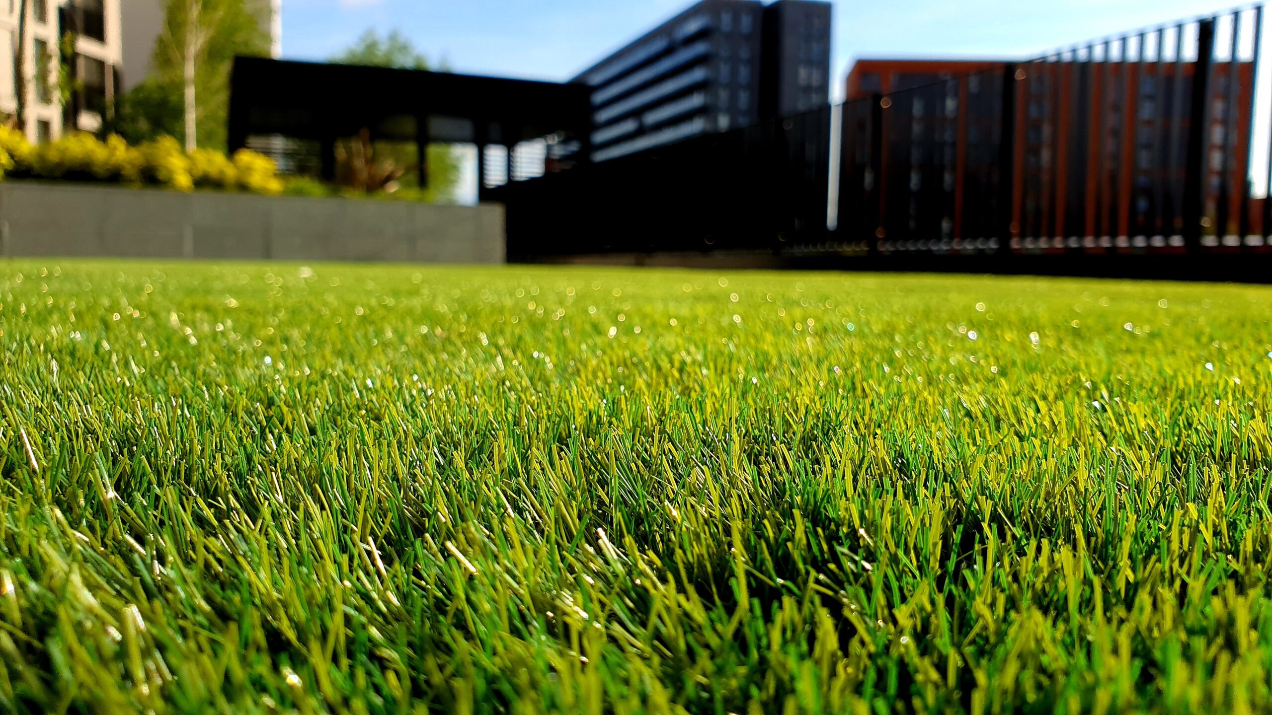 Summertime Lawn