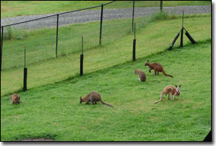 Fall City Wallaby Ranch