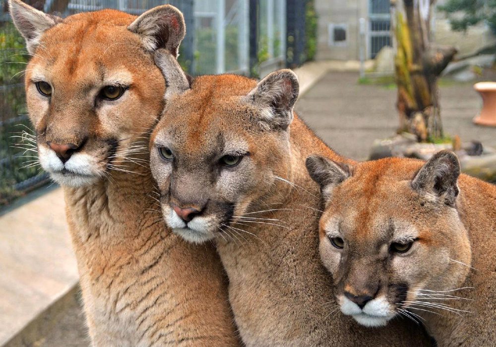 Cougar Mountain Zoo Issaquah, WA